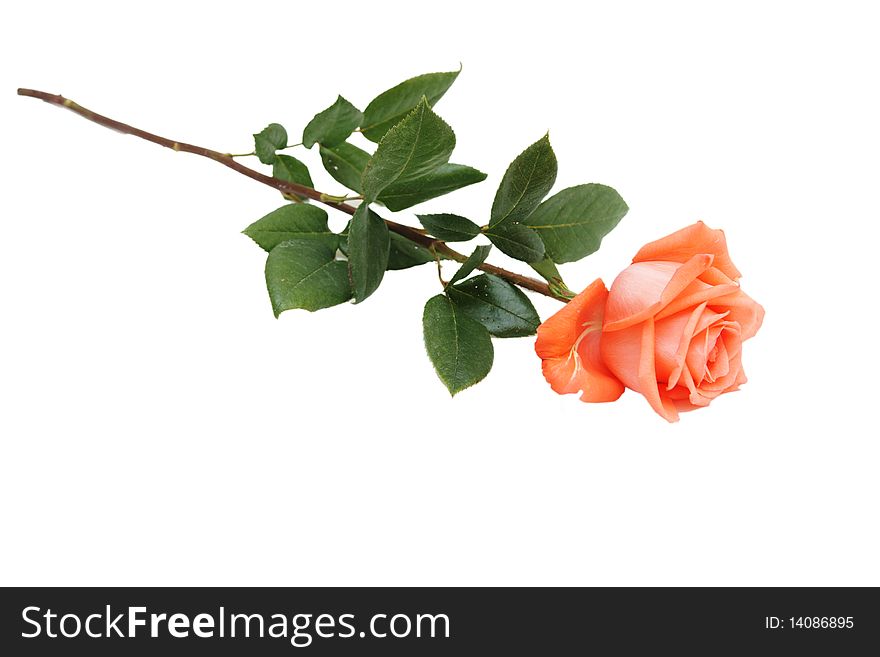 The rose isolated on white