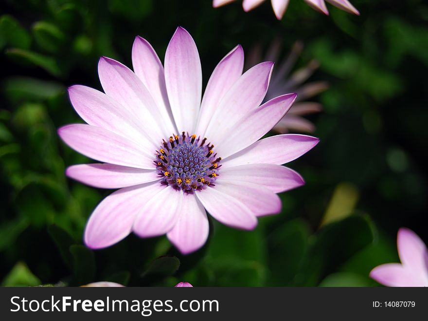 Pink lotus bloom in the garden