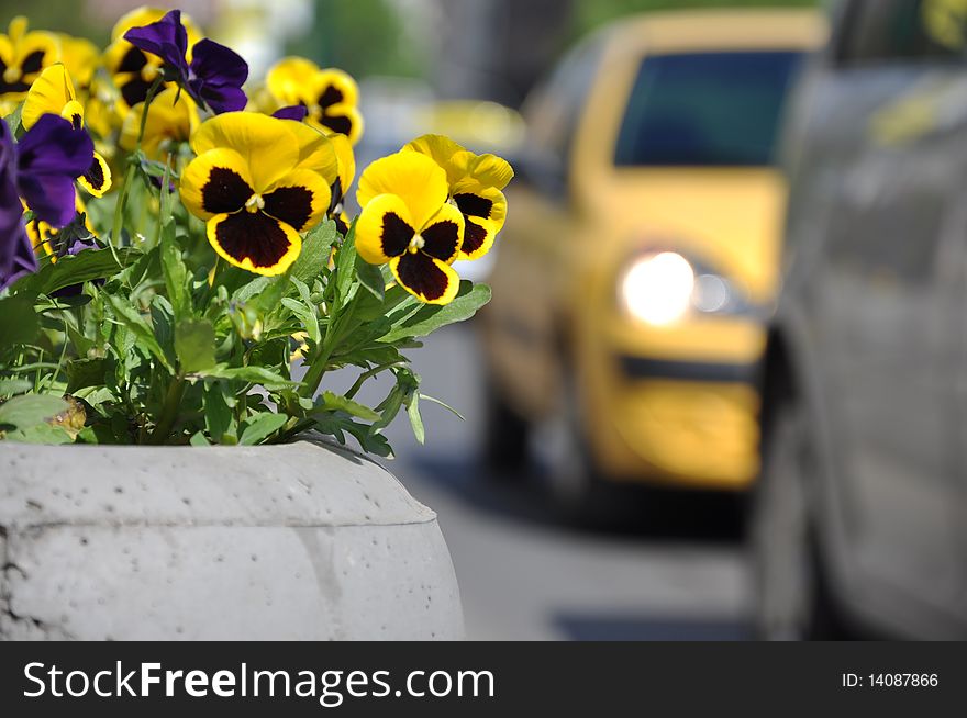 These pansy are exposed to pollution. These pansy are exposed to pollution