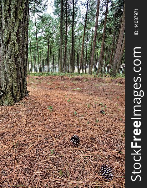 On the floor of a pine forest plantation. On the floor of a pine forest plantation