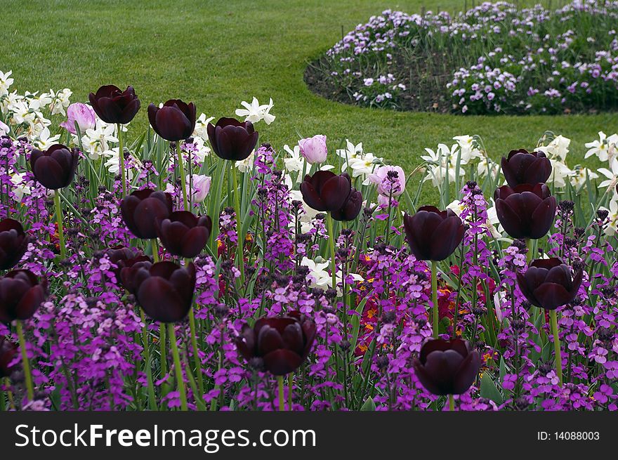 Black tulips flowerbed.