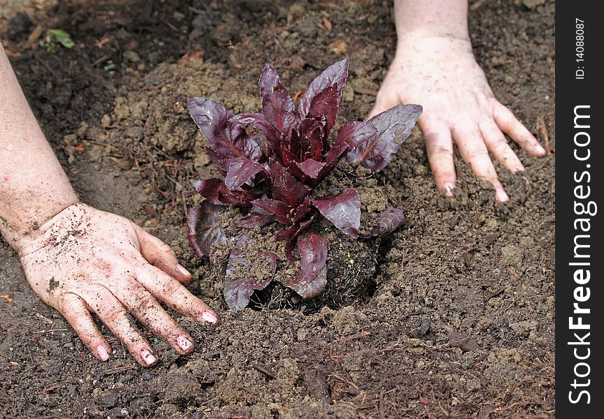 Woman planting in the garden