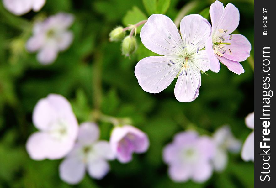 Little dainty purple flowers in a garden. Little dainty purple flowers in a garden.