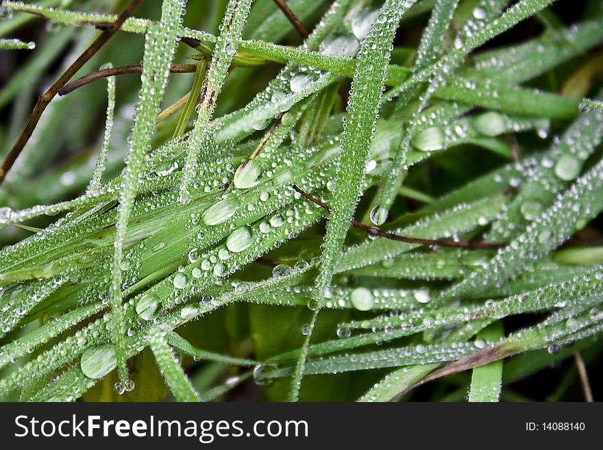 A detail of grass in a garden after a rain. A detail of grass in a garden after a rain.