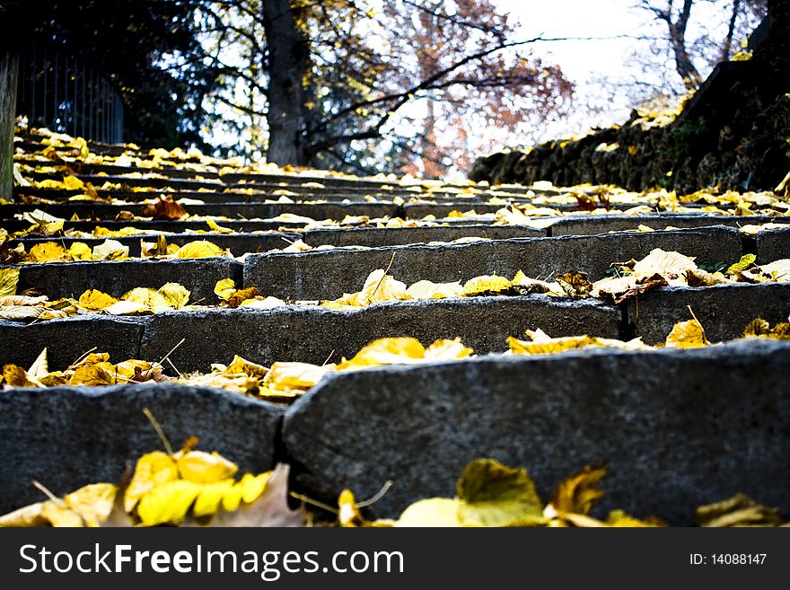 Stair In The Forest