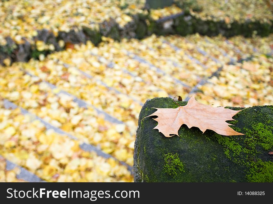 Stairs Of Leafs