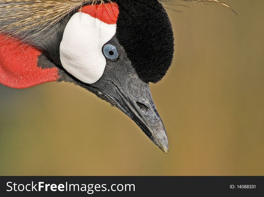 Crowned crane (Balearica pavonina) in captivity, close up shot. Copy space. Crowned crane (Balearica pavonina) in captivity, close up shot. Copy space.