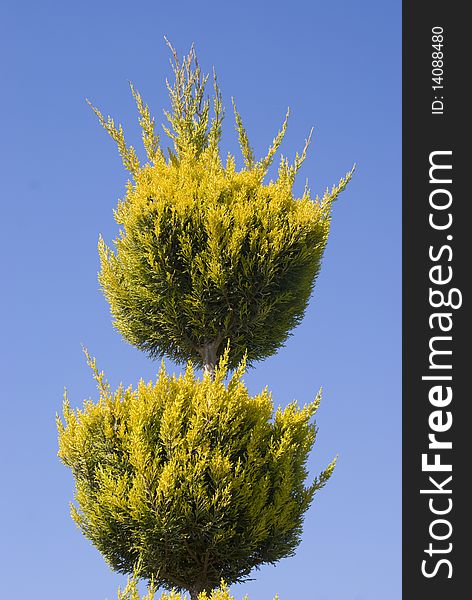 A trimmed tree on a blue sky background. A trimmed tree on a blue sky background
