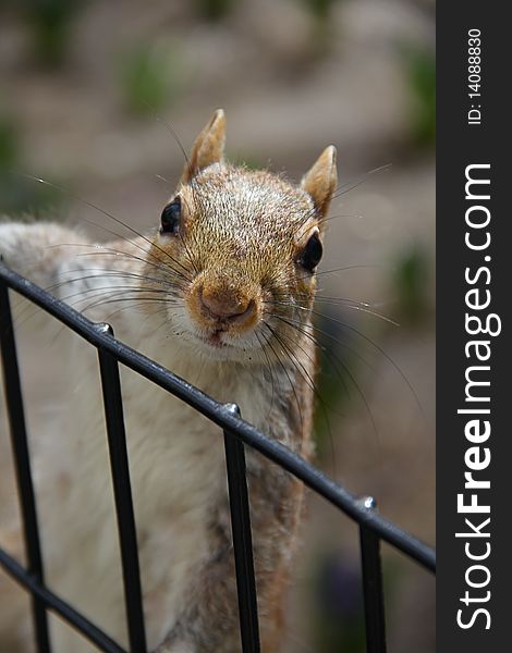 Brown squirrel in central park is looking for peanuts