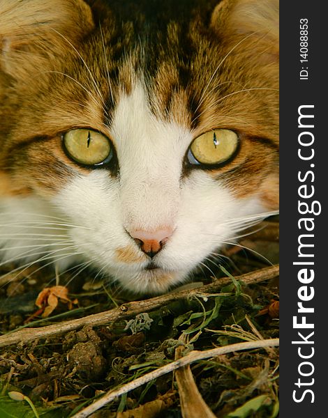 White And Brown Maine Coone Cat