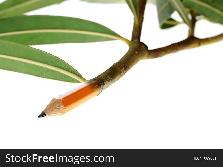The pencil from a wood with a black slate pencil is connected to a branch on which green leaves.