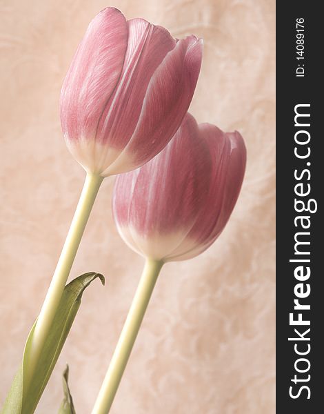 Two pink tulips shot with soft light