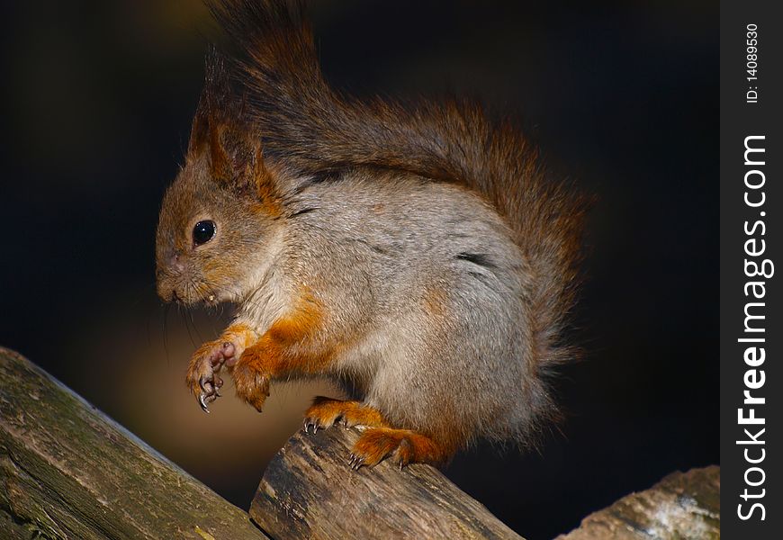 Red squirrel. Sitting on a fence. Close up