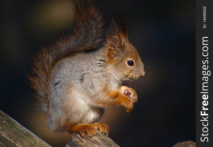 Red squirrel. Sitting on a fence. Close up