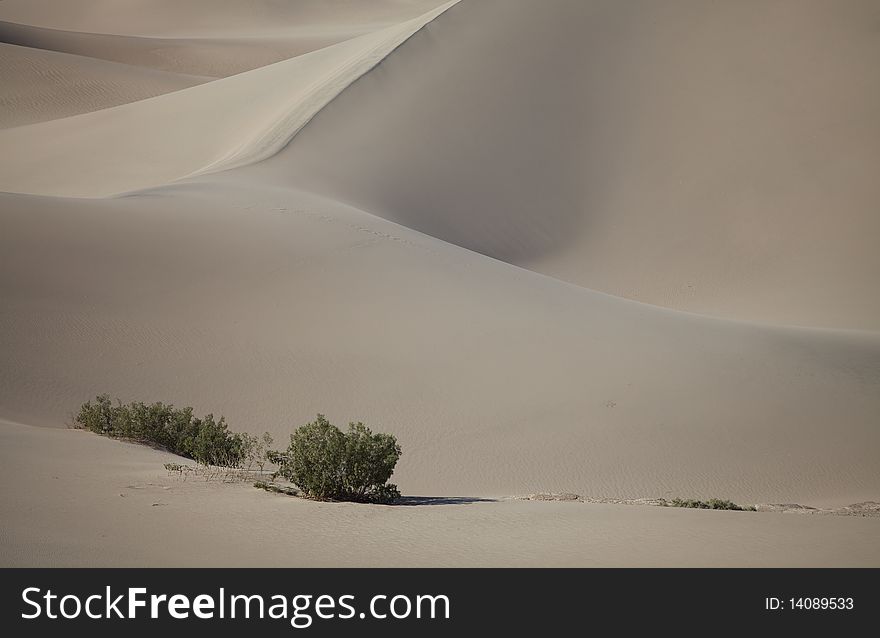 Desert plants growing in Sand Dunes in Death Valley. Desert plants growing in Sand Dunes in Death Valley