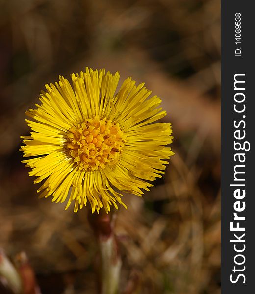 Spring flower. Coltsfoot in the spring