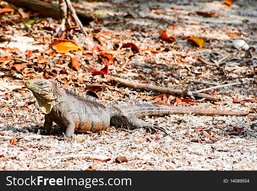 Wild iguana, Cayo Iguanas, Cuba