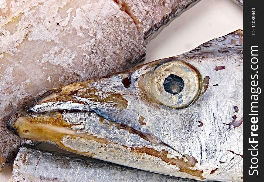 Fresh Conger fish. Close up on white background