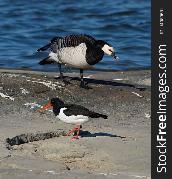 Oystercatcher. Standing on the shore line. Water in the background