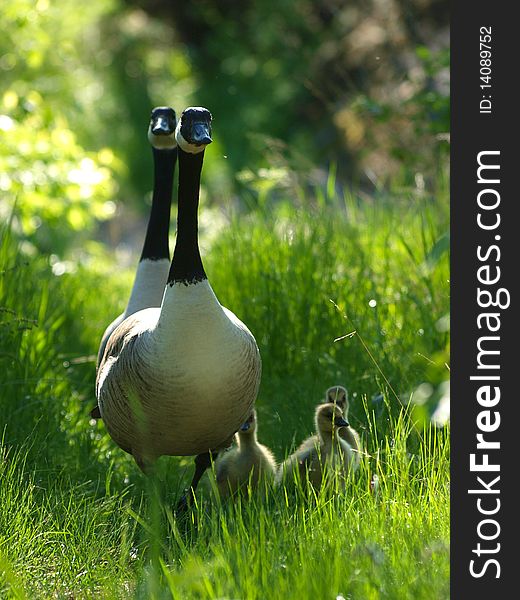 Barnacle Goose. Pair walking in high green grass