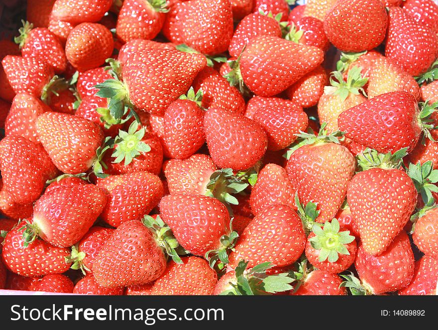 Fresh and red strawberries. Newly harvest . Fresh and red strawberries. Newly harvest .