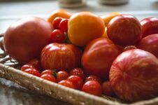 Different Freshly Picked Organic Tomatoes Stock Photo