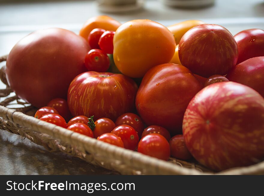 Different freshly picked organic tomatoes