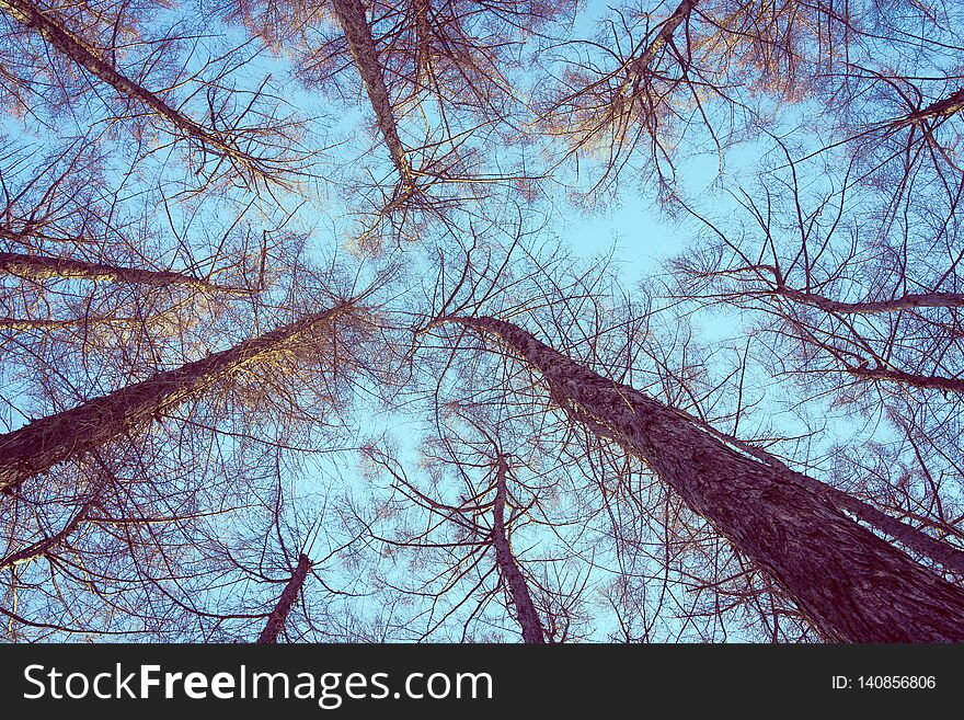 Beautiful landscape of low angel view of tall tree and branch with sky background. Beautiful landscape of low angel view of tall tree and branch with sky background