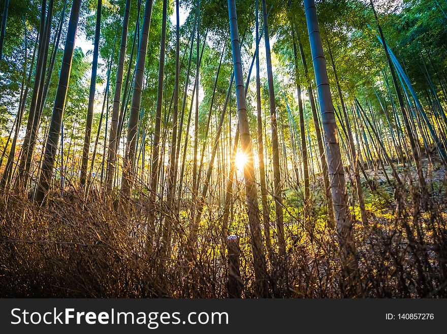 Beautiful bamboo grove tree in arashiyama