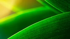 Green Leave And Sun Light Nature Background Royalty Free Stock Image Green Leave And Sun Light Nature Background Royalty Free Stock Image
