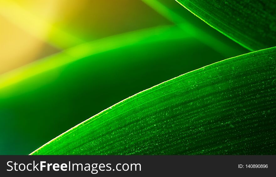 Green Leave And Sun Light Nature Background