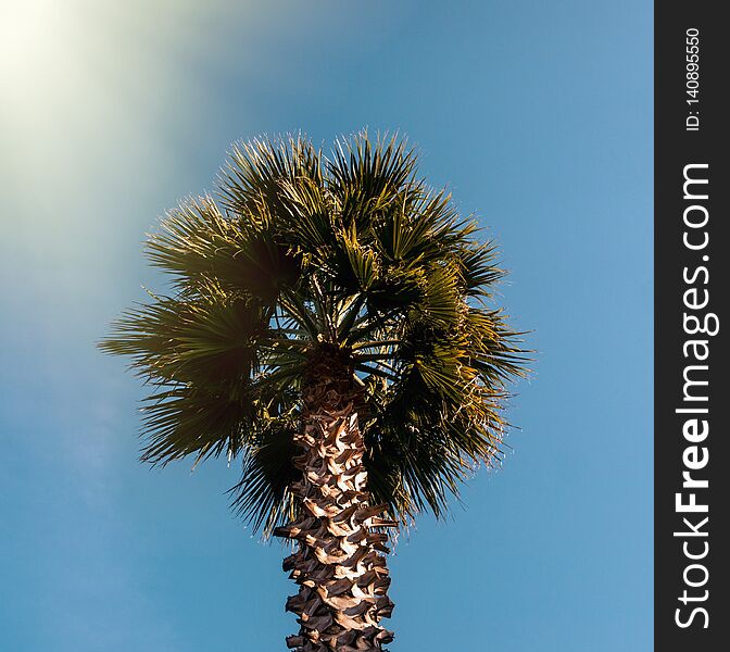 Palms in the sunlight.Batumi.Georgia