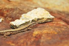 Lizard Royalty Free Stock Photography Lizard Royalty Free Stock Photography