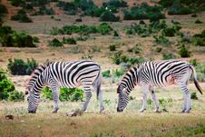 Two Zebras In Game Park, South Africa Stock Photography Two Zebras In Game Park, South Africa Stock Photography