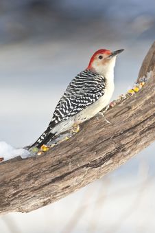 Red-bellied Woodpecker Royalty Free Stock Images Red-bellied Woodpecker Royalty Free Stock Images