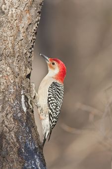 Red-bellied Woodpecker Stock Images Red-bellied Woodpecker Stock Images