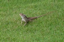 Garden Lizard Royalty Free Stock Image Garden Lizard Royalty Free Stock Image