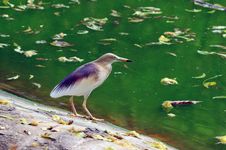 Indian Pond Heron Stock Photos Indian Pond Heron Stock Photos