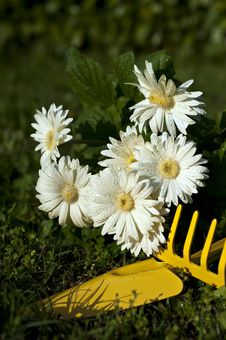 Flowers And Gardens 8 Royalty Free Stock Photo Flowers And Gardens 8 Royalty Free Stock Photo