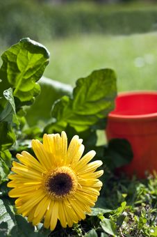 Flowers And Gardens Stock Images Flowers And Gardens Stock Images