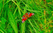 Peacock Butterfly - Inachis Io Royalty Free Stock Photography