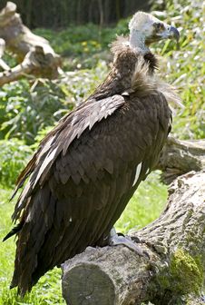 Eurasian Black Vulture 7 Royalty Free Stock Photos