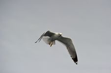 Herring Gull Royalty Free Stock Photo
