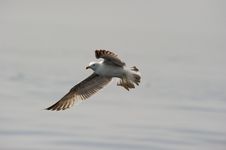 Herring Gull Stock Image