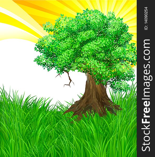 Landscape Tree And Sun Background