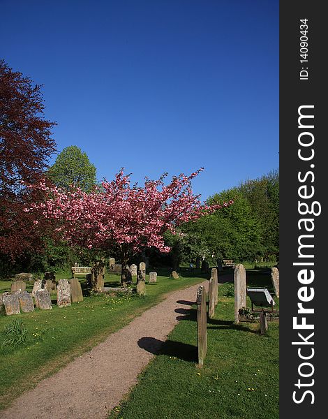 Beautilful springtime blossoms in an English churchyard. Beautilful springtime blossoms in an English churchyard