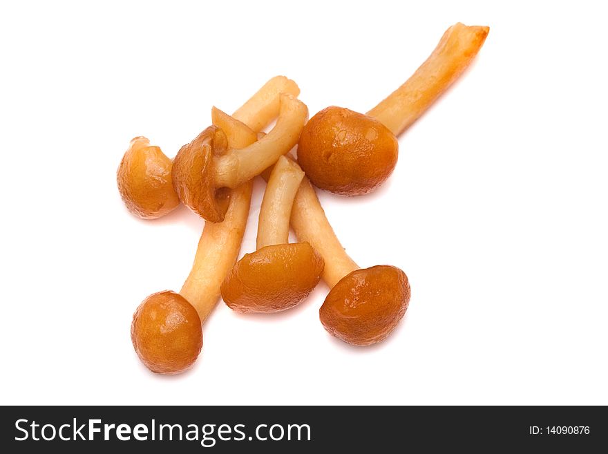 Mushrooms on white background close