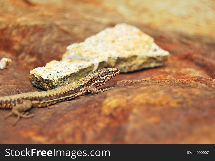 Small lizard on a large stone and one stone next to it