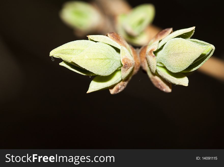 Blossoming Leaf