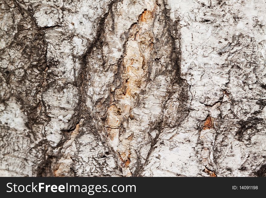 Bark Of The Tree. Background.